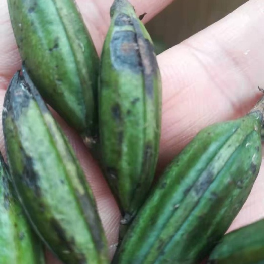 留坝县山慈菇 大量毛慈菇果夹出售