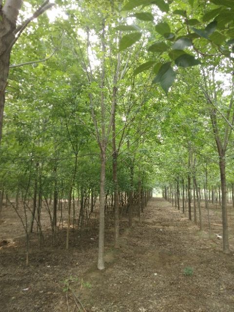 冠县 出售8到12公分速生白蜡量大