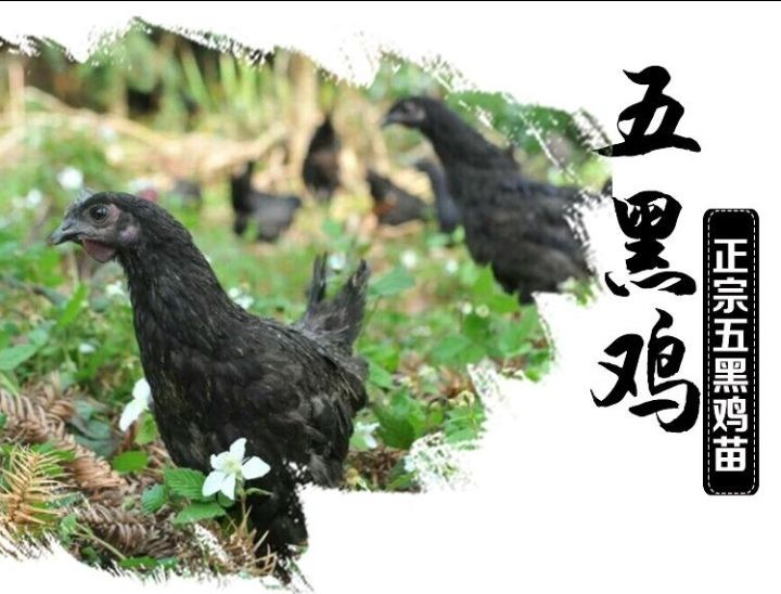  正宗五黑鸡苗,批发鸡苗鸭苗鹅苗珍禽苗,包打疫苗,包运输成活