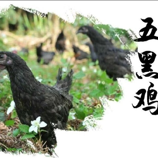 南宁 正宗五黑鸡苗,批发鸡苗鸭苗鹅苗珍禽苗,包打疫苗,包运输成活