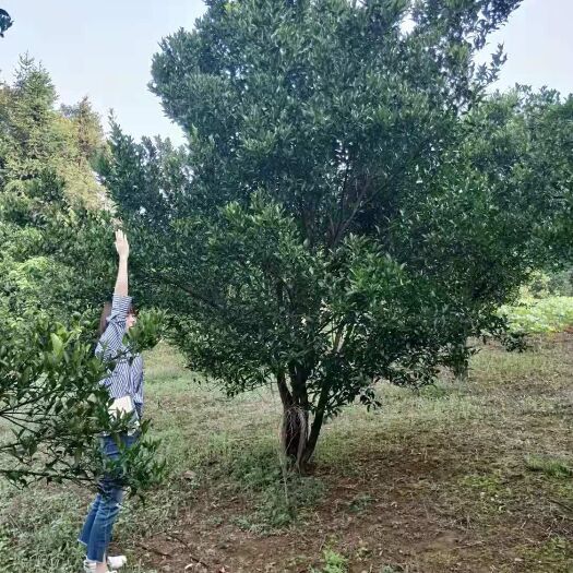 益阳胡柚苗 湖南益阳青源苗木李先生