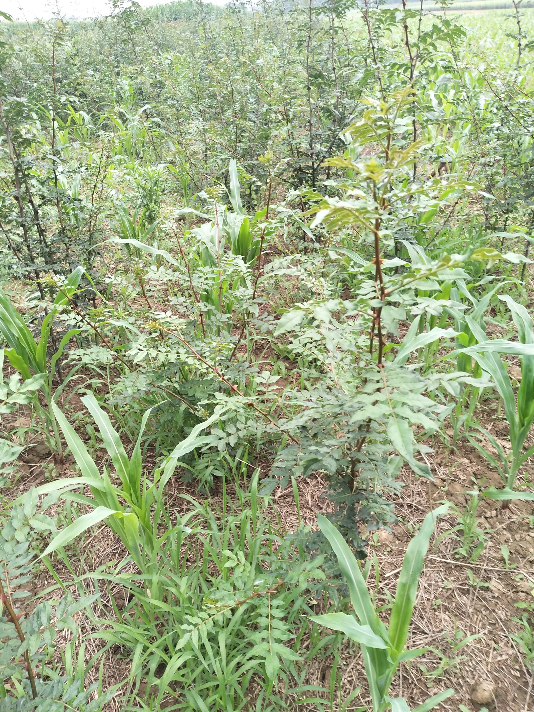 大红袍花椒苗 花椒树苗