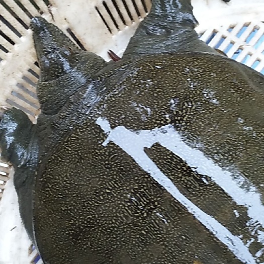 湖北养殖场甲鱼黑花边黄花边肉质鲜美鲜
味十足