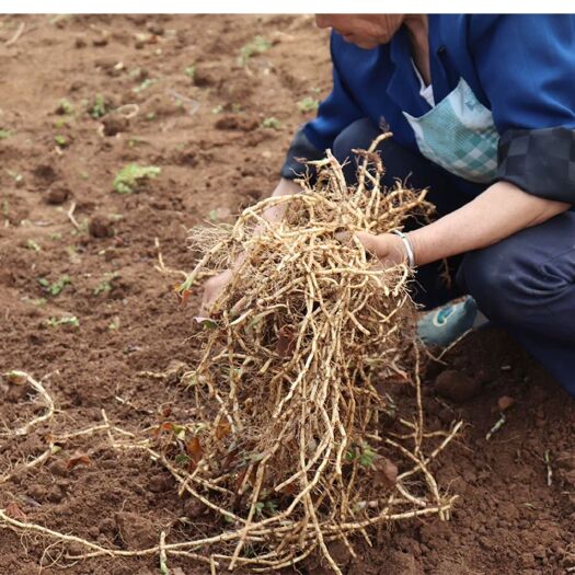 安顺鱼腥草根 一千亩种植基地