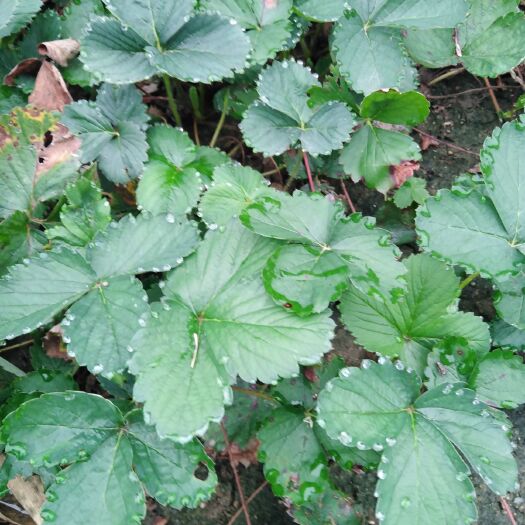 泰安 山东泰安基地大量批发白雪公主桃熏白草莓苗