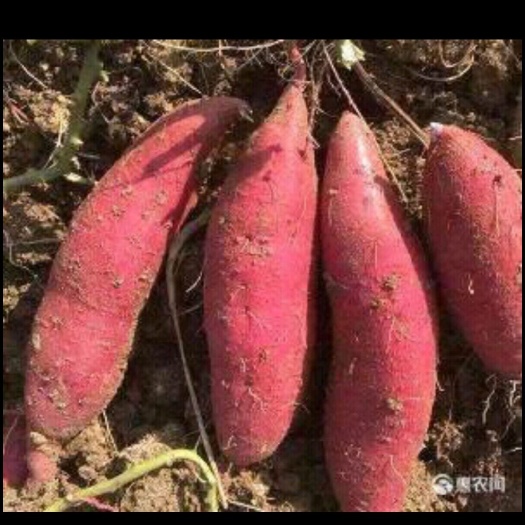 菏泽龙薯九号 地瓜