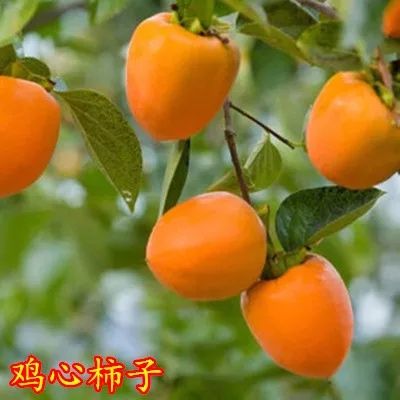 鸡心柿苗 品种保证 现挖现卖 死苗免费补发 提供技术管理