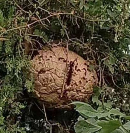 露天天然蜂房 直晒干透  清除杂质 干净无霉
