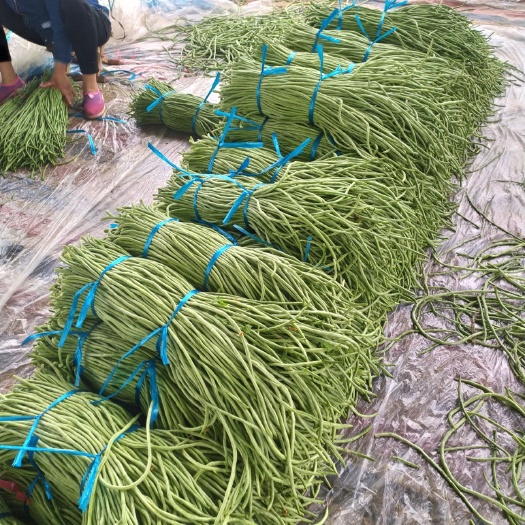 莘县长浪豆角 这质量很好