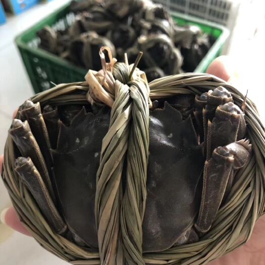 兴化市 精品大闸蟹