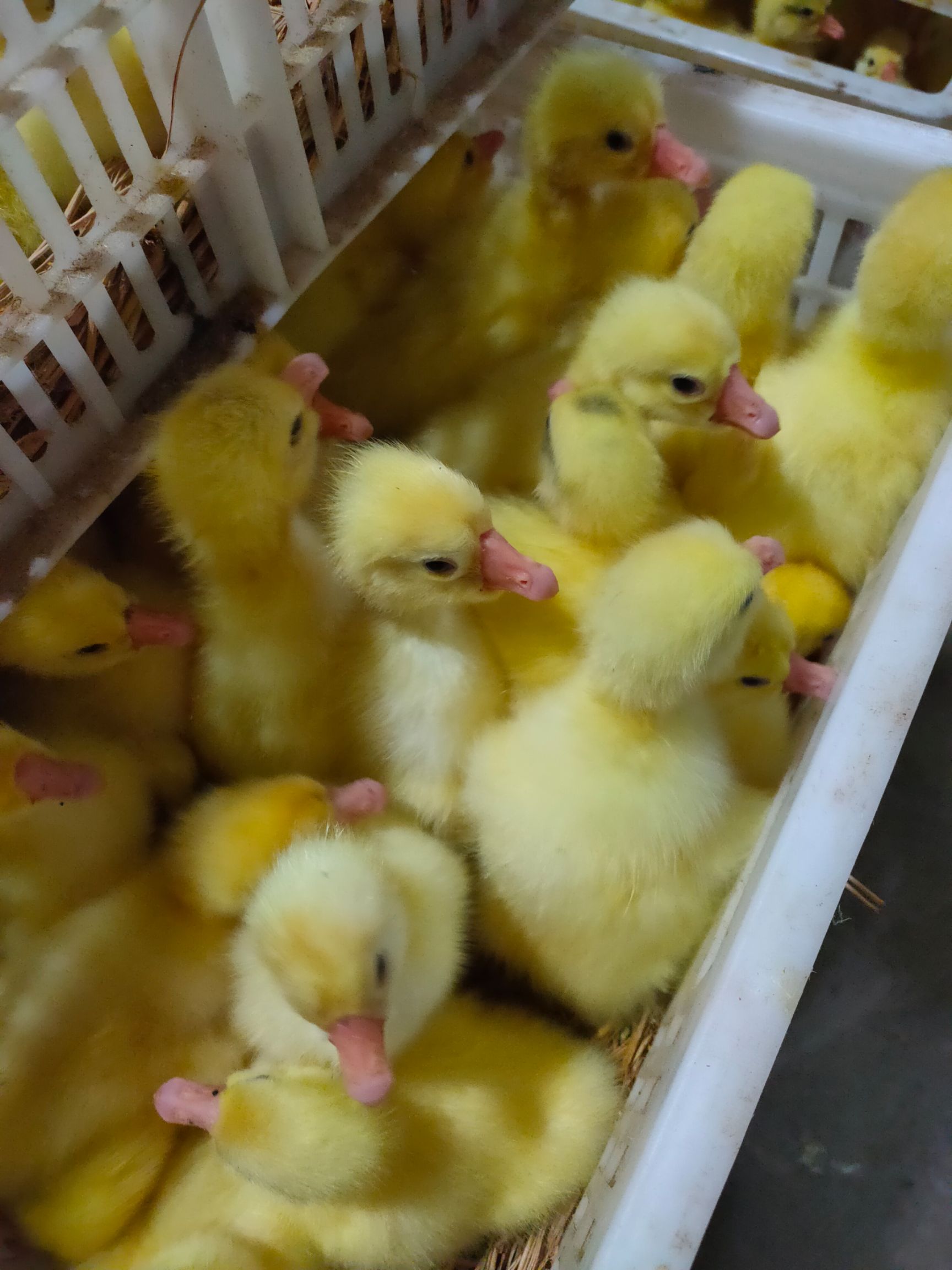 大三花鹅苗  品种纯正 规范防疫  送货上门 技术跟车