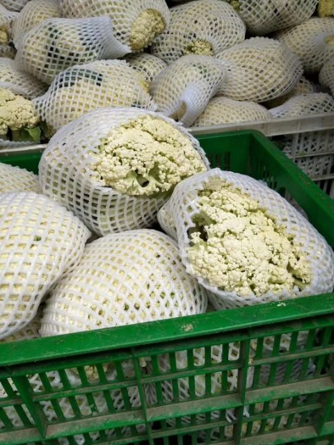 天门市白面青梗松花菜  天门万亩散花基地大量上市中，欢迎全国各地客