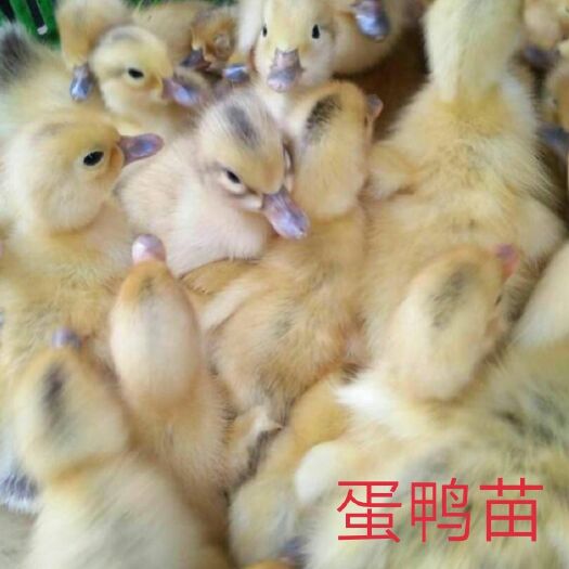 南宁 多蛋鸭苗