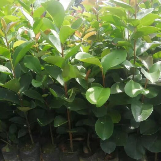 灵山县广西高产白花油茶岑溪软枝油茶嫁接苗本地茶子树苗