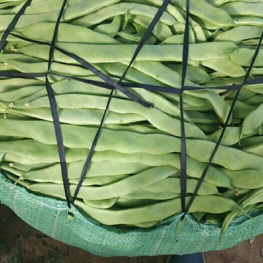 武山县架豆王豆角 精品豆王  芸豆 随时有货