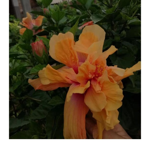 石屏县 朱槿牡丹(三叶牡丹)金黄花
