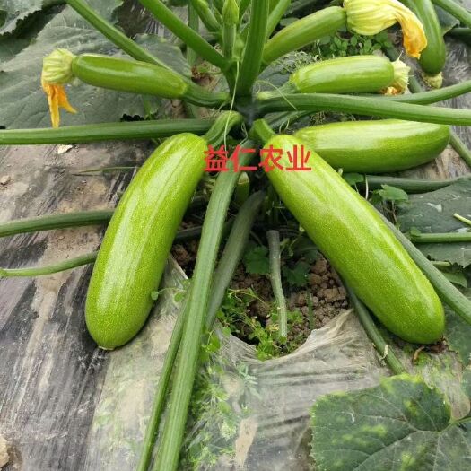 寿光市绿皮西葫芦种子  西葫芦良种及配套农资