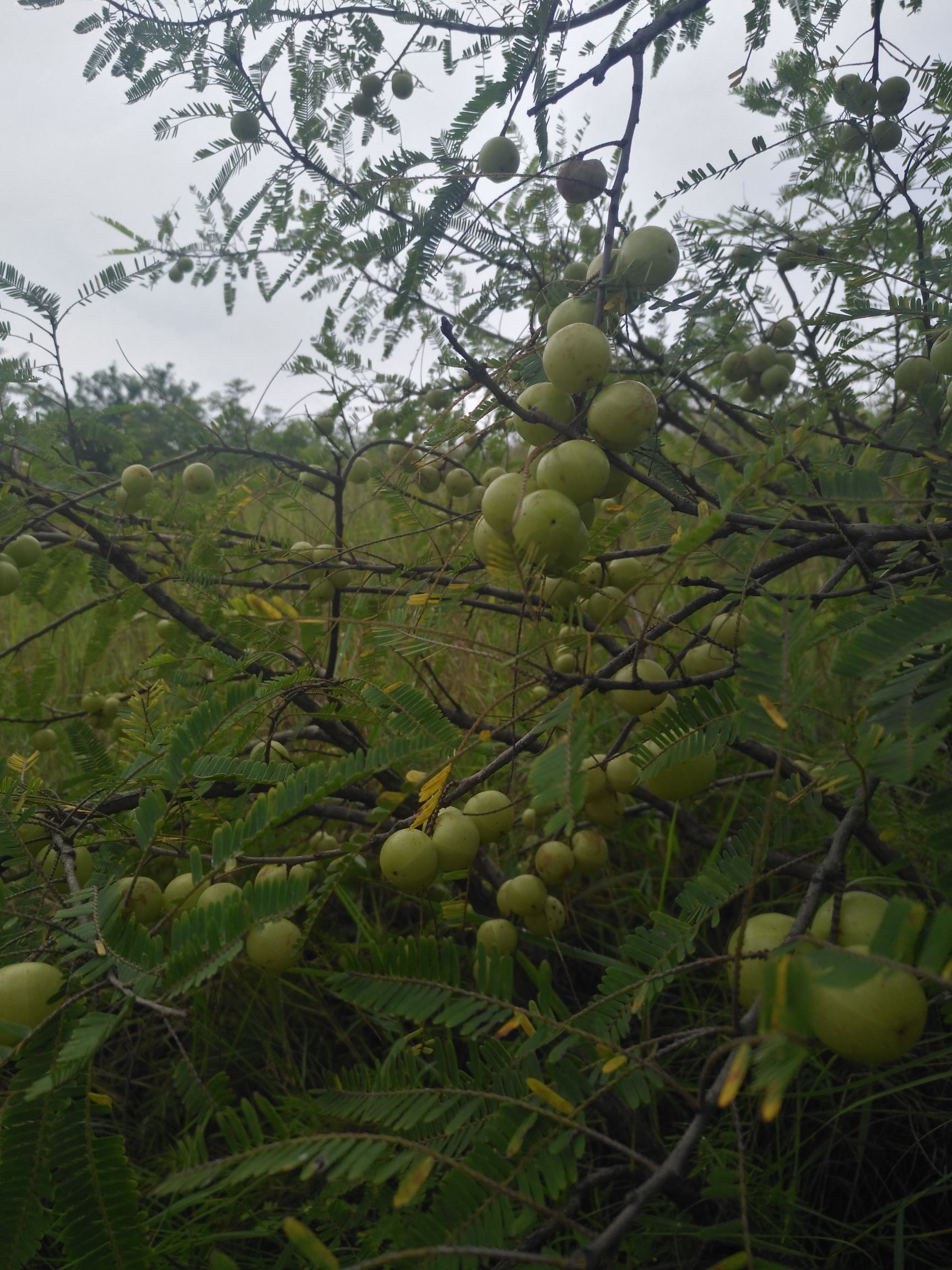 野生余甘果 贵州六盘水 原产地 大量有货