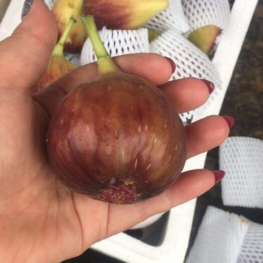 泰安布兰瑞克无花果苗  波姬红，金傲芬，玛斯义陶芬，芭劳奈无花果