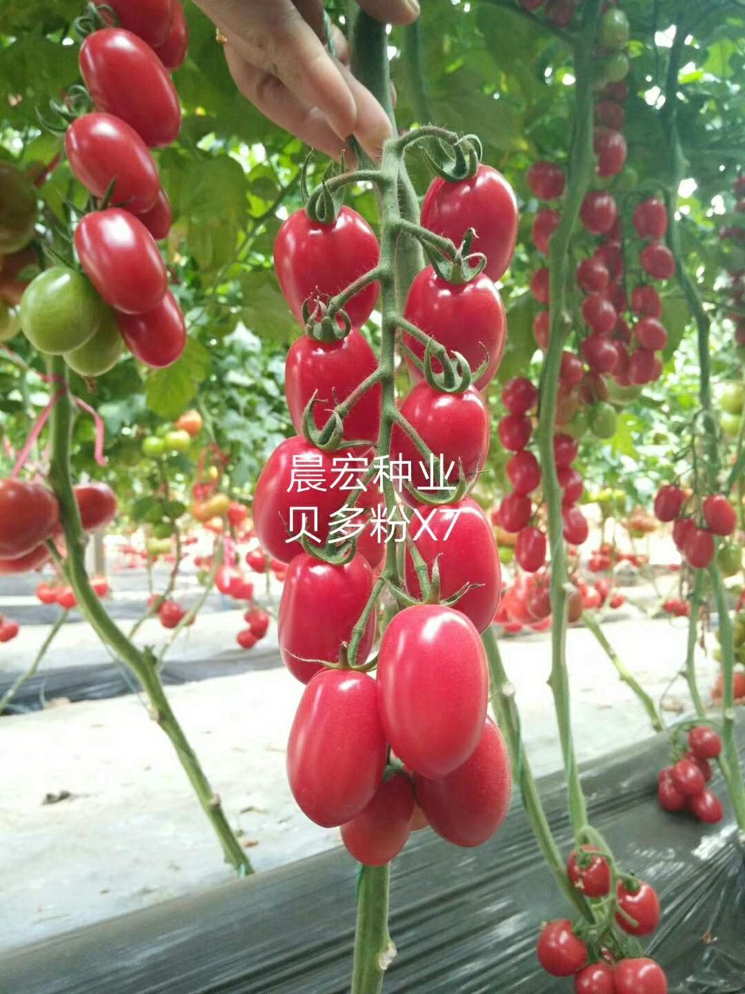 樱桃番茄种子 多分x7