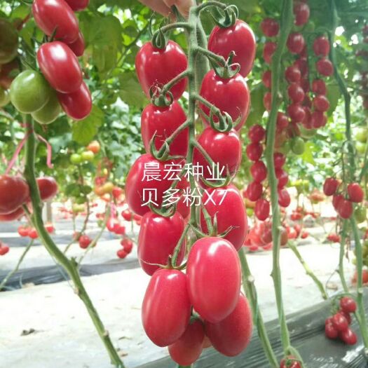樱桃番茄种子 多分x7