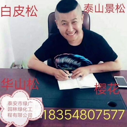 泰安 白皮松