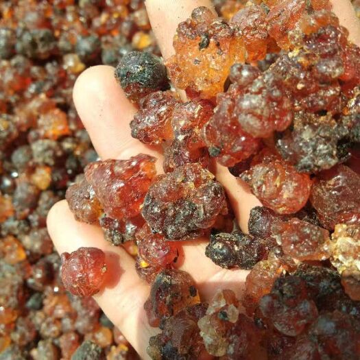 深圳红桃胶 3-6个月 袋装