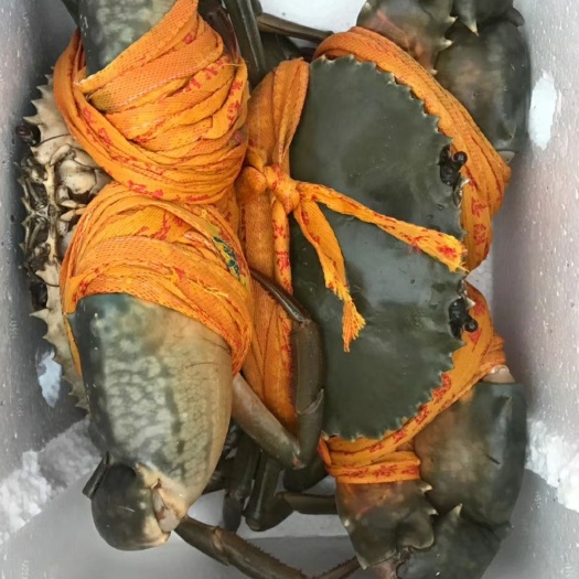 三门县三门青蟹 海水养殖 小雨小虾喂养