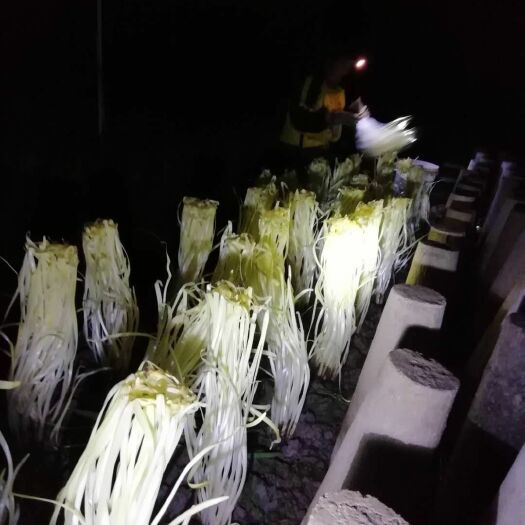 四会市 广东韭菜根大叶韭黄盘景美食两用