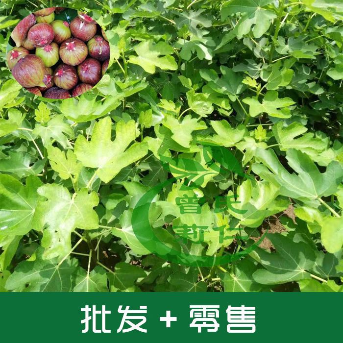 简阳市 波姬红无花果树苗可签合同当年结果无花果苗高度50CM以上发货