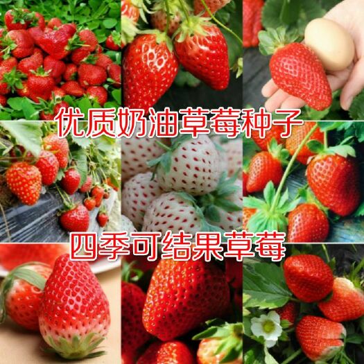 沭阳县 奶油草莓种子春季播种阳台盆栽水果种子农家蔬菜种子草莓种籽四季