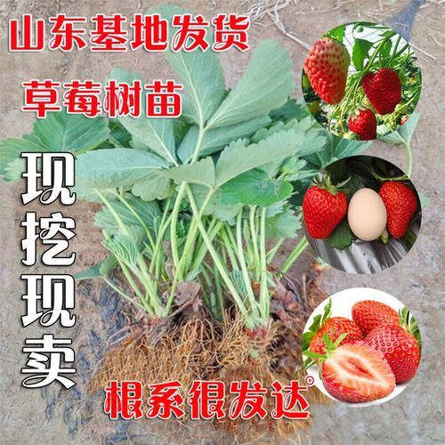 平邑县章姬草莓苗 奶油草莓