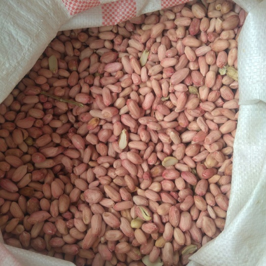 鲁花花生 河南24年新花生米上市,鲁花8号,白沙等,油料米