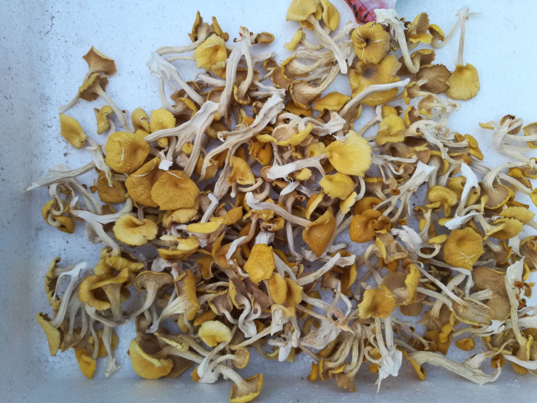 鸡油菌  榆黄菇