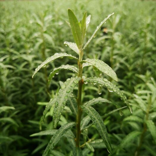阜新县出售优质沙棘苗，价格低质量好抗旱