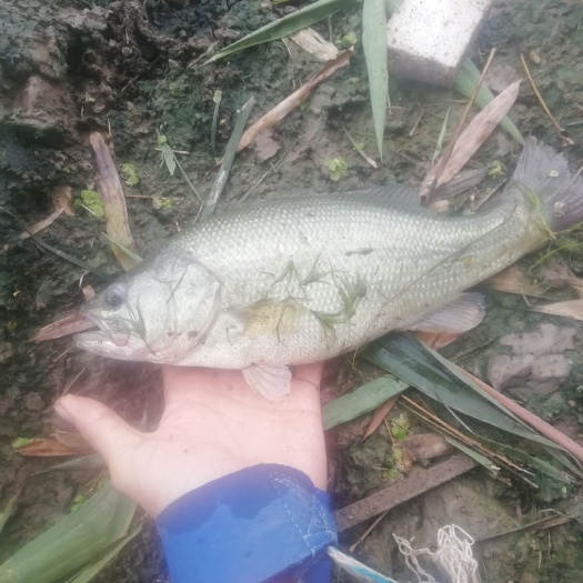 荣县加州鲈鱼 安逸的加州鲈