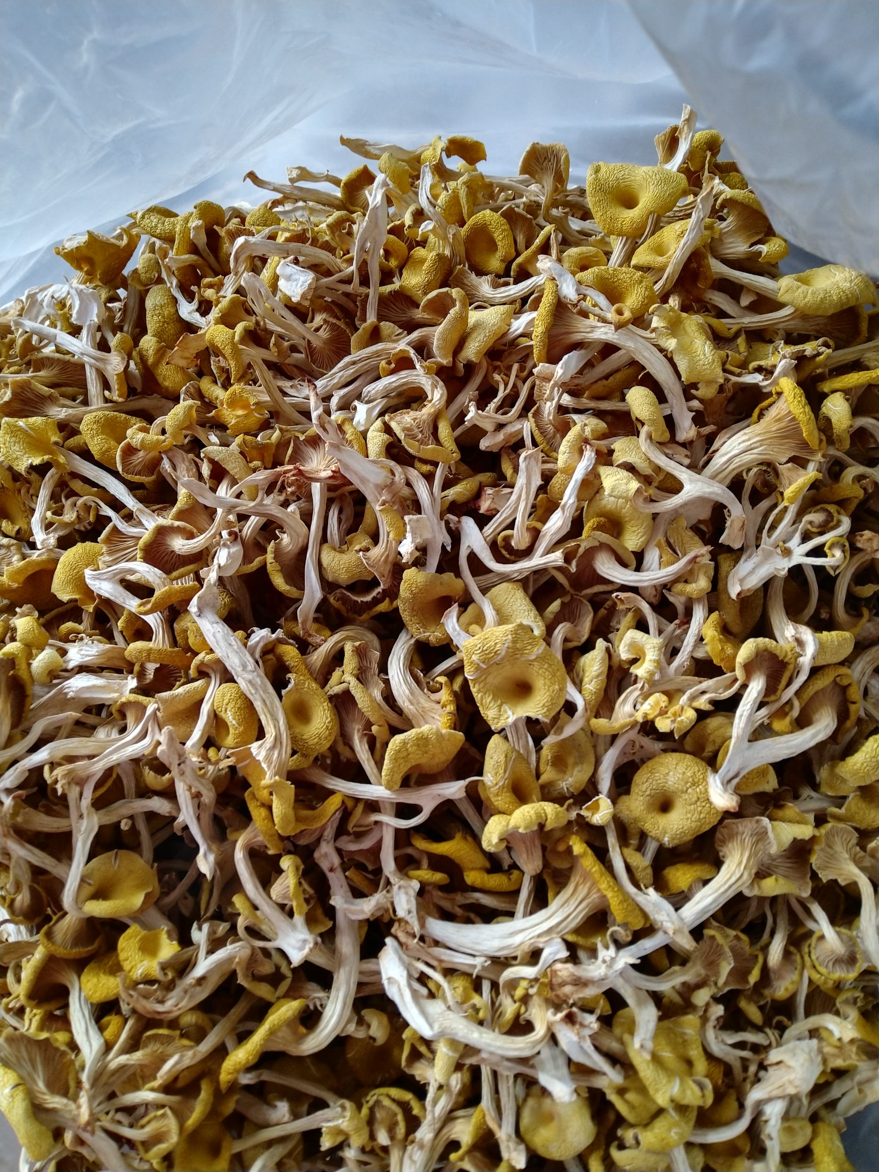 鸡油菌  榆黄菇