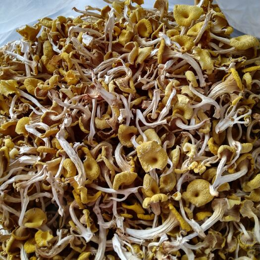 辉县市鸡油菌  榆黄菇
