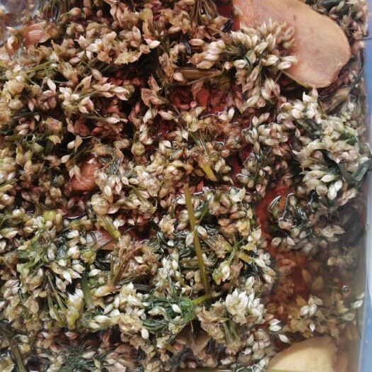 邹平市韭菜花酱  新鲜韭菜花