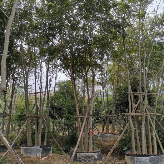 益阳丛生朴树 湖南益阳青源苗木李先生