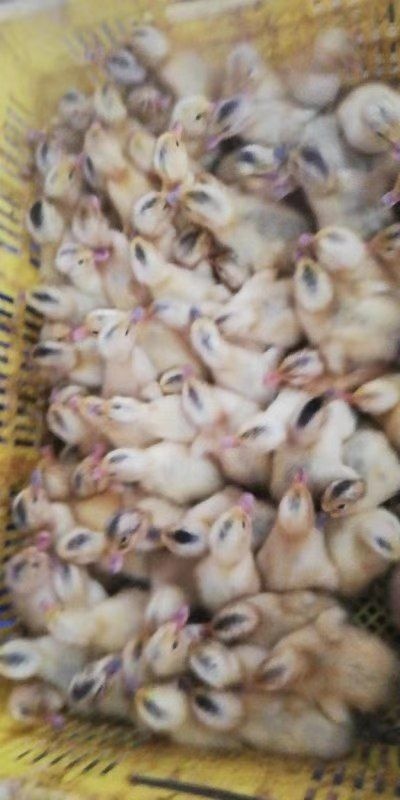 南宁 半番鸭苗