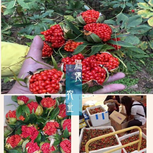 大理市重楼种子  云南 滇包邮送催芽剂
