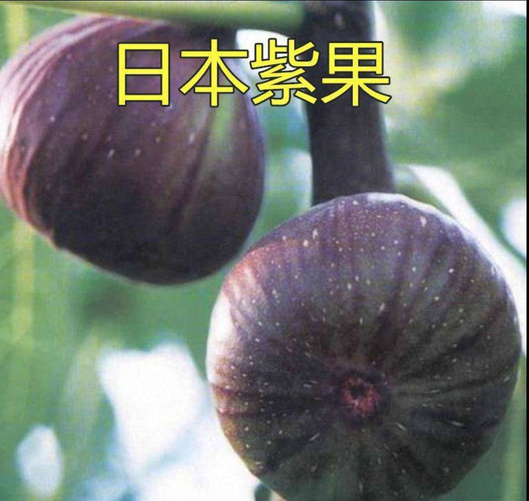 平邑县紫果无花果苗 适合盆栽，适合地栽，观赏性好，还可以美食，