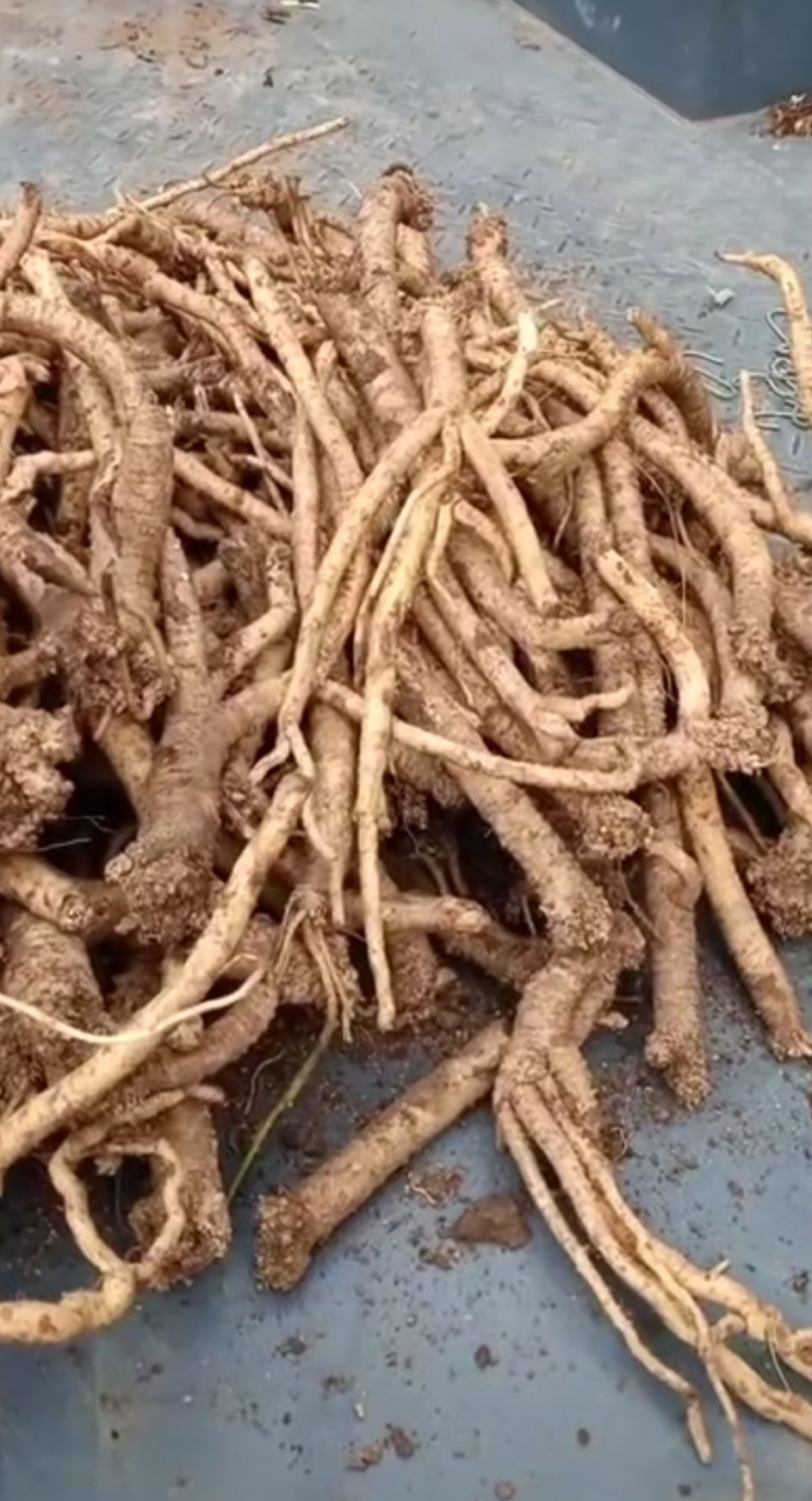 秦岭党参  党参鲜货批发