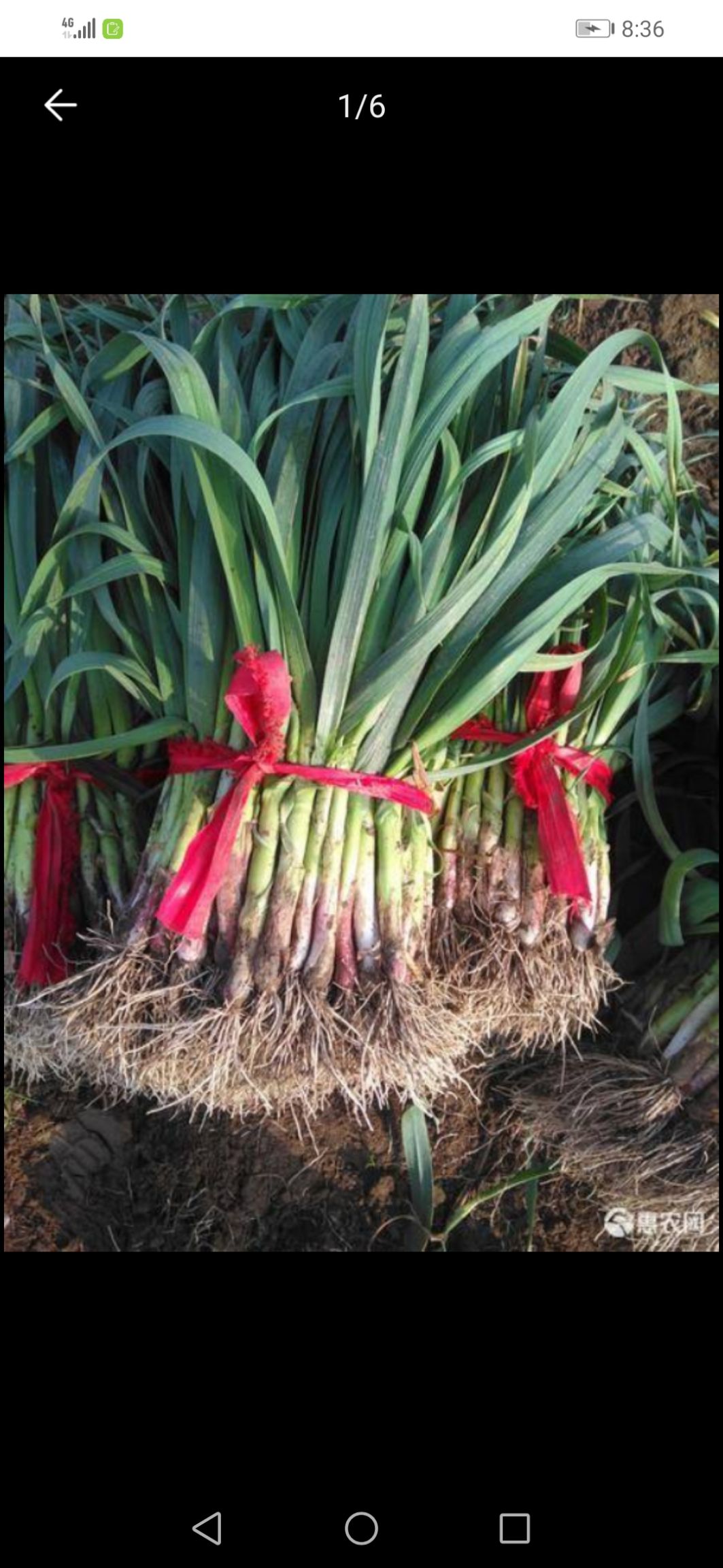 红根蒜苗    根正苗红  大量上市