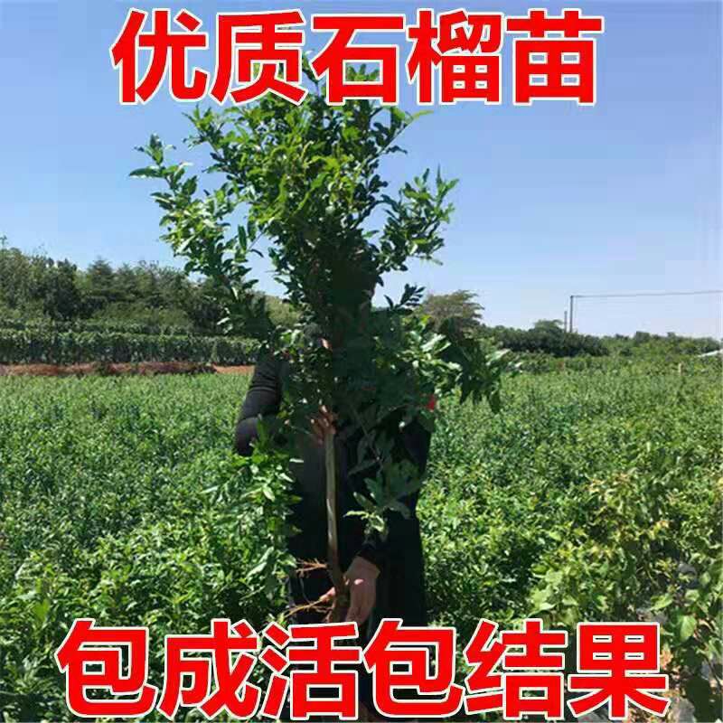  蒙阳红石榴苗 红如意石榴苗 嫁接苗 成品苗 基地直销