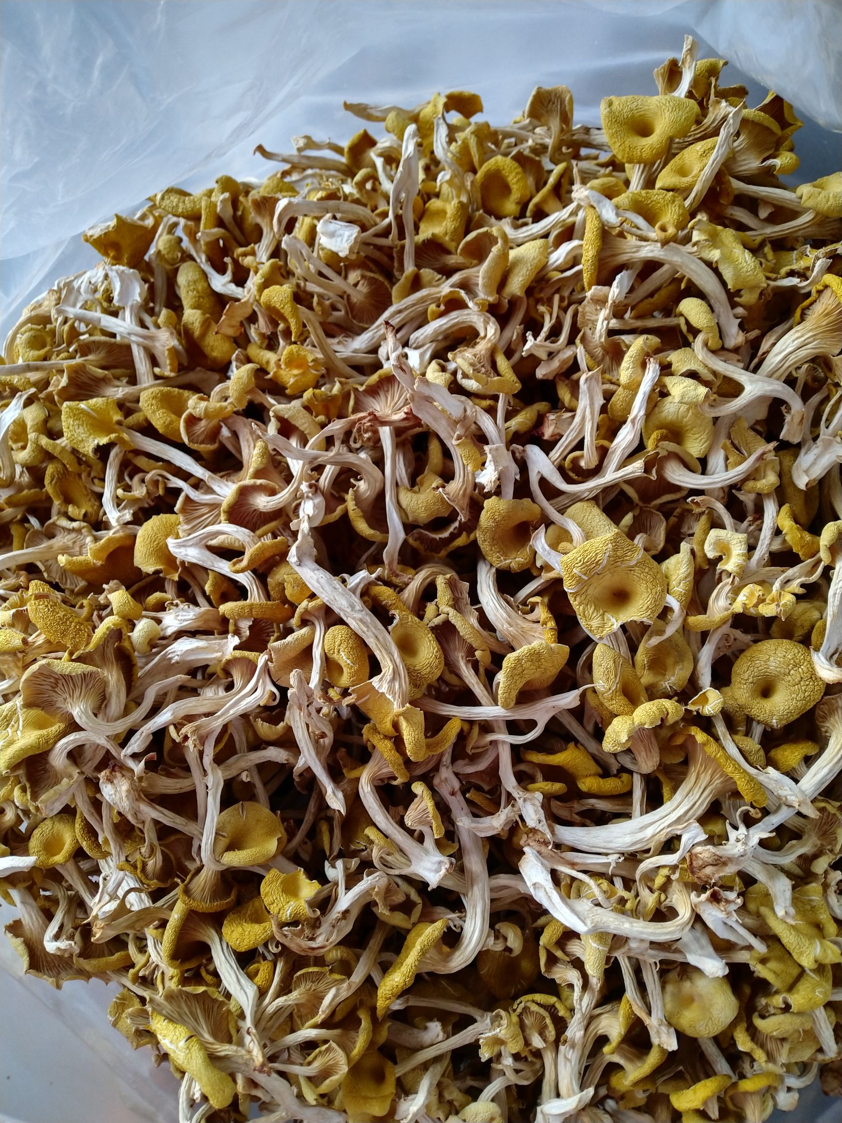 鸡油菌  榆黄菇