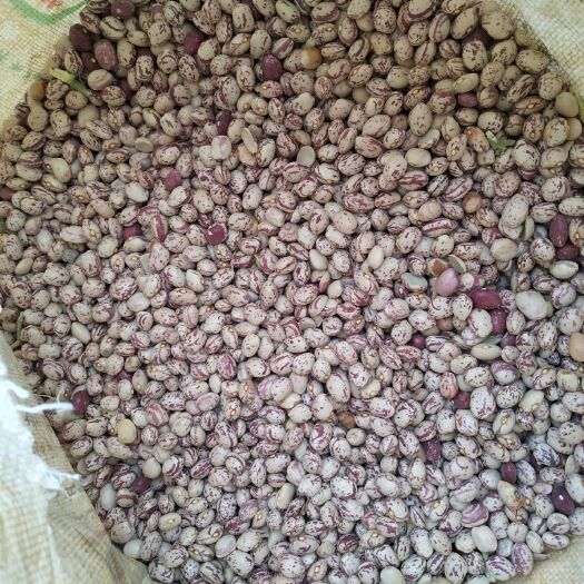 和静县 大量花芸豆出卖，欢迎老板前来采购