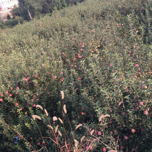 邢台红富士苹果 大量好果即将下树，大量供应