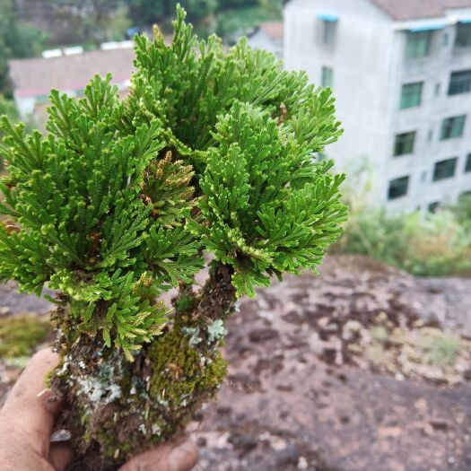 宜黄县卷柏